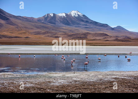 Eine Extravaganz von James, Anden, und chilenische Flamingos in der Laguna Hedionda, Salar de Uyuni, Bolivien Stockfoto