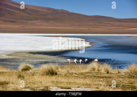 Eine Extravaganz von James, Anden, und chilenische Flamingos in der Laguna Hedionda, Salar de Uyuni, Bolivien Stockfoto