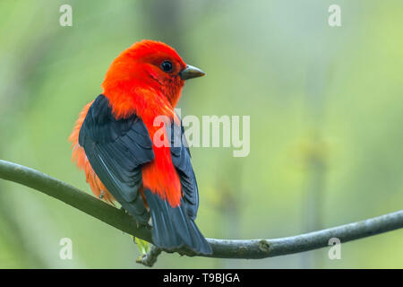 Männliche Scarlet Tanager (Piranga olivacea) Zucht im Gefieder. Magee Marsh Wildlife Area. Ohio. USA Stockfoto