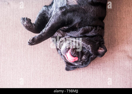 Lustige süße Hund Mops verrückt spielen allein auf dem Sofa zu Hause gehen - schöne Welpen pet in Rückwärtsstellung Spaß haben - Inland Tier Hintergrund Konzept Stockfoto