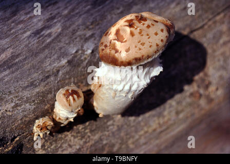 Großer weißer Pilz Pilz in grau Baum im Wald wachsenden Stockfoto