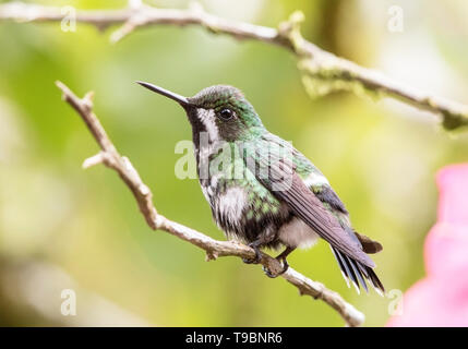 Grüne Thorntail, erwachsene Frau auf Ast sitzend, La Paz Waterfall Gardens, Costa Rica, 24. März 2019 Stockfoto
