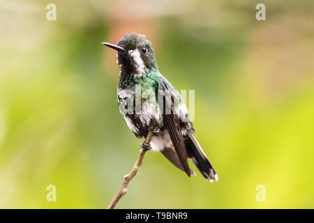 Grüne Thorntail, erwachsene Frau auf Ast sitzend, La Paz Waterfall Gardens, Costa Rica, 24. März 2019 Stockfoto