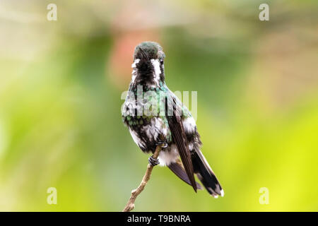 Grüne Thorntail, erwachsene Frau auf Ast sitzend, La Paz Waterfall Gardens, Costa Rica, 24. März 2019 Stockfoto