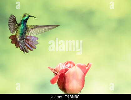 Grün-breasted Mango, erwachsenen männlichen Fütterung auf tropische Blume, Laguna de Lagarto, Costa Rica 1. April 2019 Stockfoto