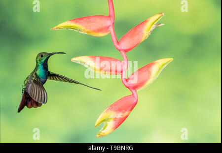 Grün-breasted Mango, erwachsenen männlichen Fütterung auf tropische Blume, Laguna de Lagarto, Costa Rica 1. April 2019 Stockfoto