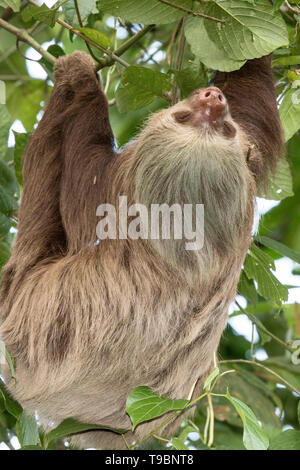 Hoffman's Zwei-toed Sloth, ruht in einem Baum, La Selva, Costa Rica, 26. März 2019 Stockfoto