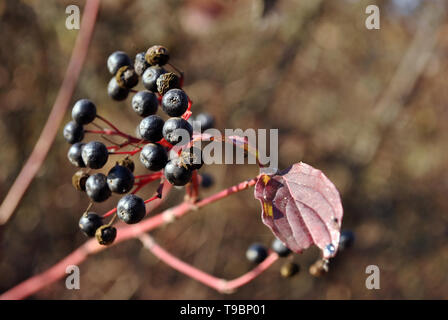 (Ligustrum vulgare Liguster, gemeinsame Liguster, Europäischen Liguster) schwarz reife Beeren auf Zweig mit grünen Blättern Nahaufnahme Detail, weiche verschwommen Gelb gra Stockfoto