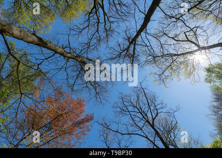 Wald Bäume in verschiedenen Farben mit blauem Himmel und Sonne im Frühling Stockfoto