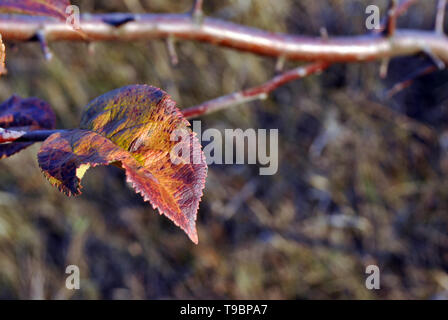 Apple tree helle rote Blätter und weiche verschwommenen Hintergrund Stockfoto