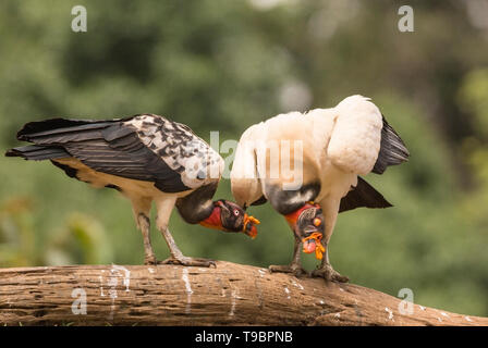 König Geier, Laguna de Lagarto, Costa Rica, 30. März 2019 Stockfoto