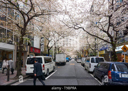 Man überquert die Straße und Sakura die Kirschbäume in voller Blüte sind über eine Straße mit parkenden Autos im Zentrum von Tokyo, Japan, an einem Frühlingstag. Stockfoto