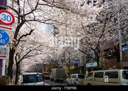 Sakura die Kirschbäume in voller Blüte sind über eine Straße mit parkenden Autos im Zentrum von Tokyo, Japan, an einem Frühlingstag. Stockfoto