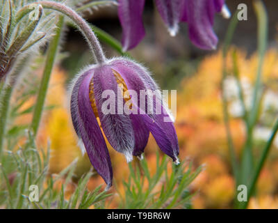 Frühling crocus Blüten auf gelbem Hintergrund Stockfoto