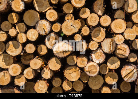 Querschnitt der Kiefer. Holz- natürliche cut Protokolle strukturierten Hintergrund Stockfoto