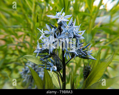 Blaue Blumen im Garten Stockfoto