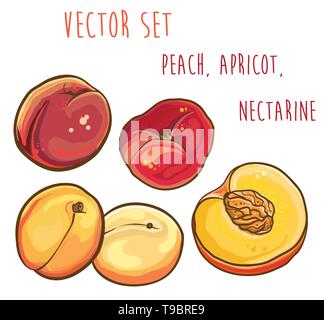 Vektor helle Abbildung: Pfirsich, Aprikose, Nektarine. Isoliert. Vector Obst. Eps 10. Stock Vektor