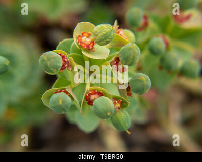 Kleine rote Knospen auf einer Blume Stockfoto