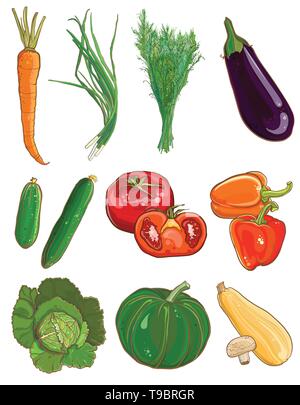 Vector Illustration von Gemüse: Karotten, grüne Zwiebeln, Dill, Aubergine, Gurke, Tomate, Paprika, Zucchini, Pilze, Kohl, Wirsing, Kürbis, Vegeta Stock Vektor