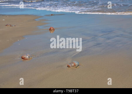 Viele Quallen am Strand Stockfoto