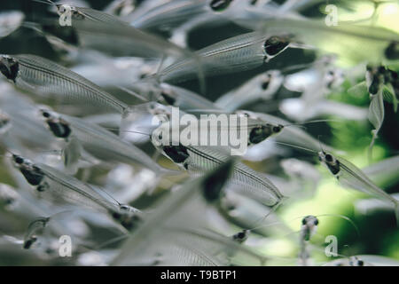 Silber Glas Wels Nahaufnahme in der Dubai Mall Aquarium. Stockfoto