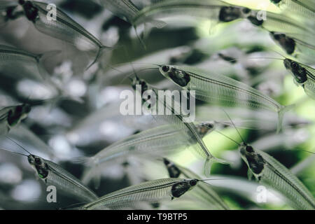 Silber Glas Wels Nahaufnahme in der Dubai Mall Aquarium. Stockfoto