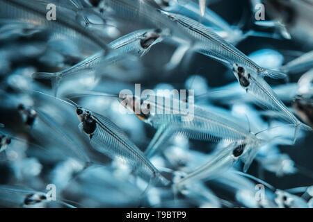 Silber Glas Wels Nahaufnahme in der Dubai Mall Aquarium. Stockfoto