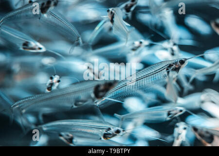 Silber Glas Wels Nahaufnahme in der Dubai Mall Aquarium. Stockfoto