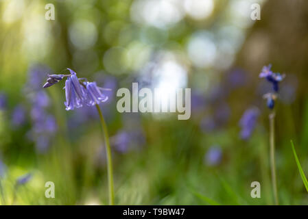 Helle sonnendurchflutete lila Bluebell Blumen gegen einen natürlichen, grünen Wald Hintergrund, mit einer geringen Tiefenschärfe. Stockfoto