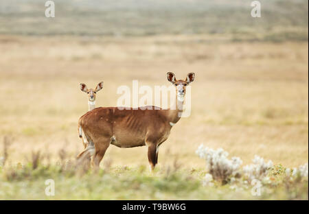 Nahaufnahme eines weiblichen Mountain Nyala (Tragelaphus buxtoni) mit einem Jugendlichen, Äthiopien. Stockfoto