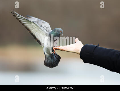 Nahaufnahme eines freilebende Stadttaubenpopulationen Landung auf einer Hand. Stockfoto