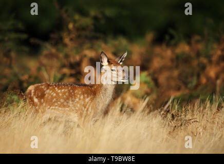 Nahaufnahme einer Damwild Reh im Herbst, UK. Stockfoto