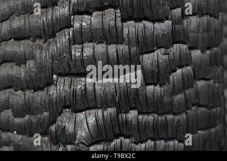 Nahaufnahme einer verbrannten Holz nach einem Waldbrand als Warnung vor der Zerstörung durch die Farbenpracht der Natur. Grau verkohlten Holz innen Anmelden als Hintergrund. Stockfoto