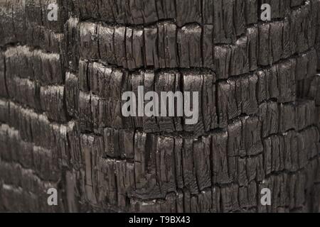 Nahaufnahme einer verbrannten Holz nach einem Waldbrand als Warnung vor der Zerstörung durch die Farbenpracht der Natur. Grau verkohlten Holz innen Anmelden als Hintergrund. Stockfoto