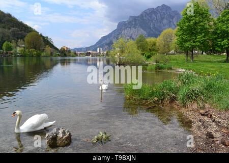 Schönen Panoramablick auf zwei weiße Schwäne schwimmen am Fluss Adda fließt aus dem Comer See bei Lecco und einem weit entfernten Zentrum an einem sonnigen Frühlingstag. Stockfoto