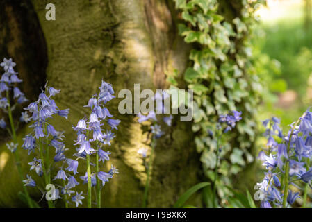 Helle sonnendurchflutete lila Bluebell Blumen gegen einen natürlichen, grünen Wald Hintergrund, mit einer geringen Tiefenschärfe. Stockfoto