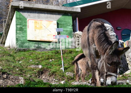 Esel weiden auf Hügeln in den Bergen im Frühjahr in der Nähe eine Zuflucht in einem warmen Frühling sonniger Tag mit einer Sonnenscheibe im Hintergrund. Stockfoto