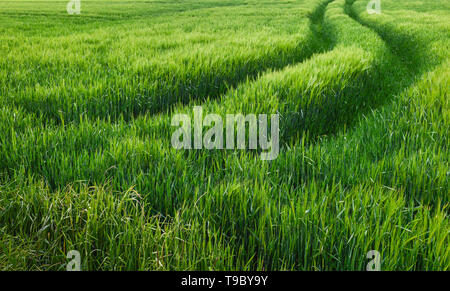 Bereich der Weizen in der Mitte der englischen Landschaft an einem schönen Frühlingsmorgen, Beverley, Yorkshire, UK. Stockfoto