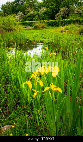 Gelbe Flagge Iris mit einem Teich Mai 2019 Stockfoto