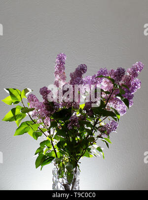 Schönen lila Blumen in Vase auf weißem Hintergrund Stockfoto
