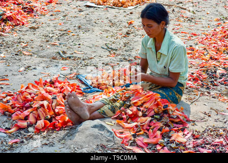 Frauen Kommissionierung & Sortierung Kapok Blumen auf Donsao Insel Laos, zarten Blätter, Knospen & Obst gegessen. Samen werden geröstet & verwendet zu Stockfoto