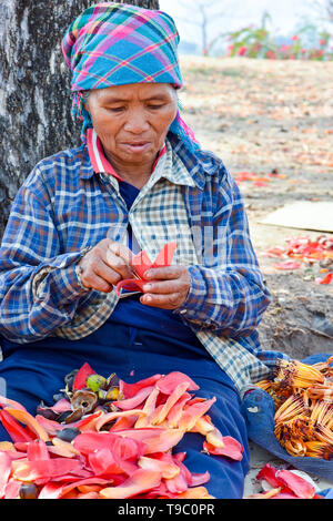 Hmong Frauen Kommissionierung Sortierung Kapok Blumen auf Donsao island Laos, zarte Blätter, Knospen und Obst gegessen werden. Die Samen werden geröstet und zu verwendet Stockfoto