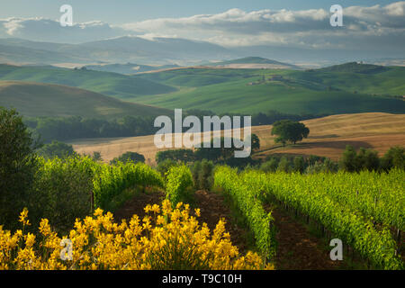 Dunstiger morgen über die toskanische Landschaft in der Nähe von San Quirico d'Orcia, Tusacny Italien Stockfoto