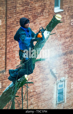 Ein Mann mit einer Kettensäge ist Beschneidung ein Baum, schneidet große Zweige. Stockfoto