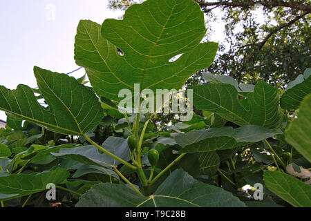 Feigen wachsen auf einem Feigenbaum Stockfoto