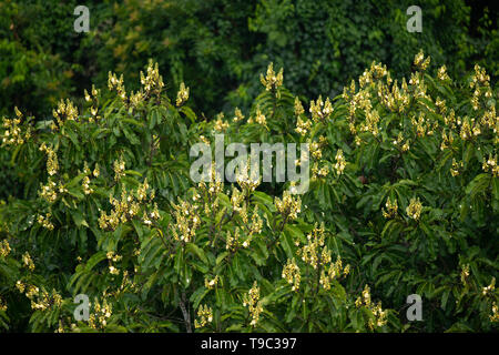 Brasilien Mutter Baum (Bertholletia Excelsa) Vordach während der Blütezeit Stockfoto