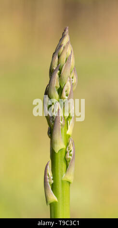 Leiter der Spargel wächst in spring garden Stockfoto