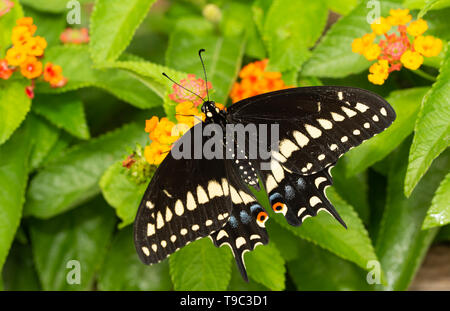 Männliche östlichen Schwalbenschwanz Schmetterling Fütterung auf Lantana Blüten Stockfoto