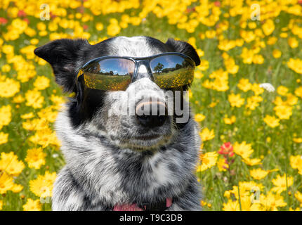 Coole schwarze und weisse Hund das Tragen von Farben an einem sonnigen Tag, mit einem hellen gelb Frühling Blumen Hintergrund Stockfoto