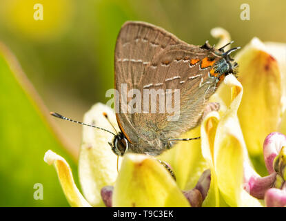 Winzige Nördlichen südlichen Hairstreak Schmetterling Fütterung auf ein milkweed Blüte im Frühjahr Stockfoto